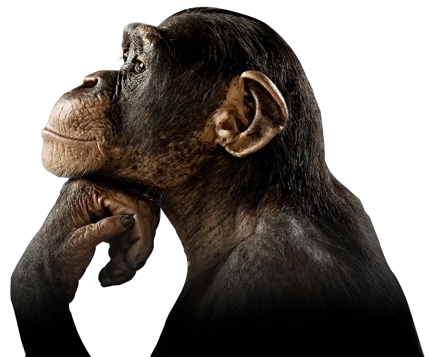 piensamono primate